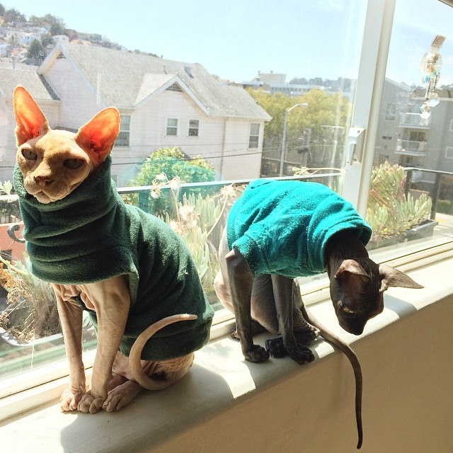 Hairless cats wearing sweaters